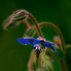 фото "Small blue fleur"