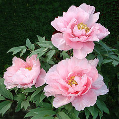 photo "Tree peonia's"