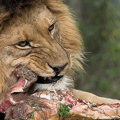 photo "Snack time"