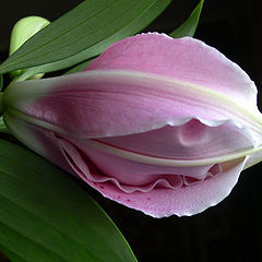 photo "Smile"