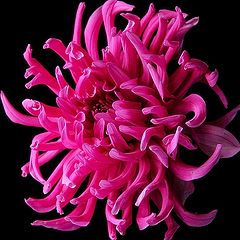 photo "medusa dahlia"