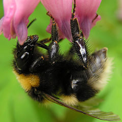 photo "Bumble Bee"