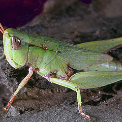 фото "Grasshopper"