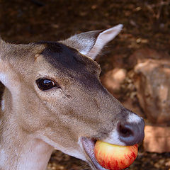 фото "про яблоко1"