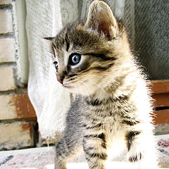 photo "Kitten"