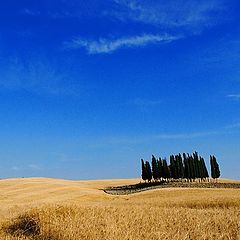 photo "Blond and Blue"