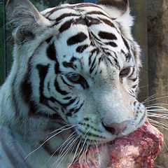 photo "white tiger"