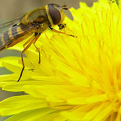 photo "Planet Dandelion_4"