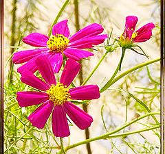 photo "street-flower"