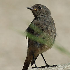 photo "birdy :)"