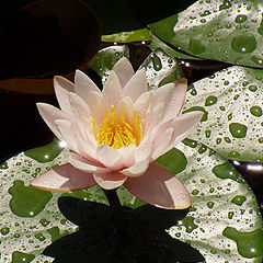 photo "Water lily"