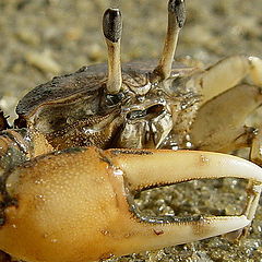photo "A Little crab"