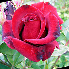 photo "rose"