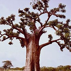 photo "Senegal landscape with baobab #2"