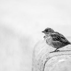 photo "Sparrow"