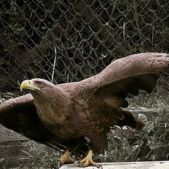 photo "A Prisoned Flight"