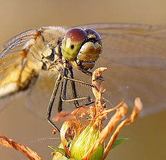 photo "Dragon-fly"