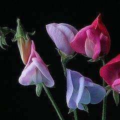 фото "cottage garden sweet pea"