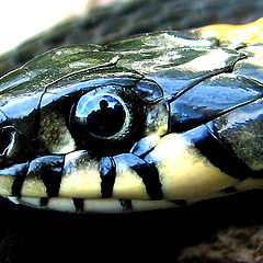 photo "In the grass-snake's eye"