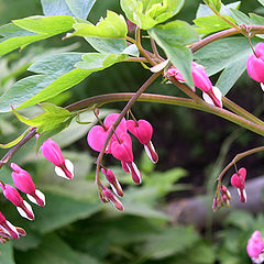 photo "Broken hearts"