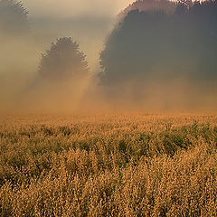 фото "Туманное утро"