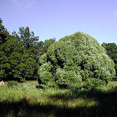 фото "Круглое дерево"