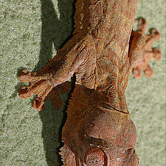 photo "Gekko: Uroplatus Fantasticus"