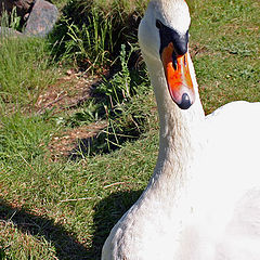 photo "Swan"