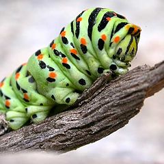 фото "caterpillar"