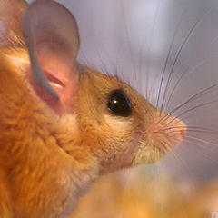 фото "Египетская мышка"