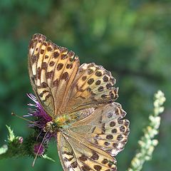 photo "The butterfly"