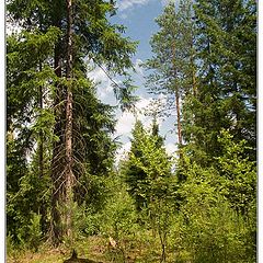 фото "Лето в бору"