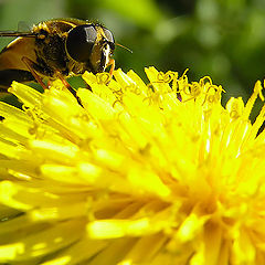 photo "Planet Dandelion_5"