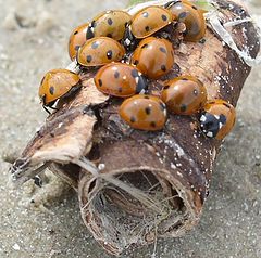 photo "Meeting at the summit."