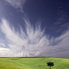 фото "Alone tree"