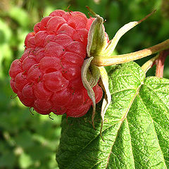 photo "Raspberry"