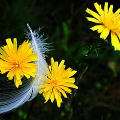 photo "Natural still-life"