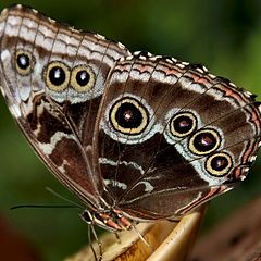 photo "Brown Beauty"