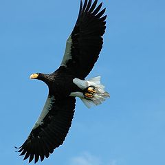 фото "Eagles fly"