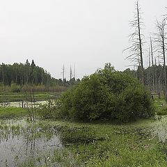 фото "Болото"
