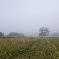 фото "Дерево"