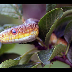 photo "snake"