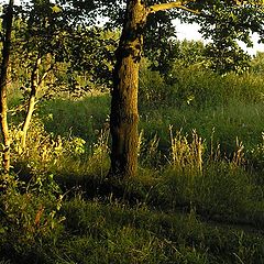 photo "Nostalgia for Shishkin's painting"