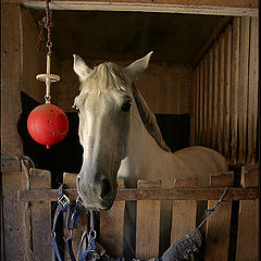 photo "Portrait of the Filly"