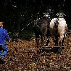 photo "farmer"