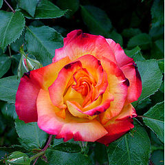 фото "rose"