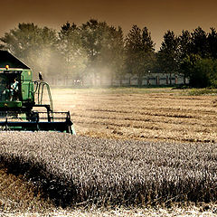 photo "harvest"