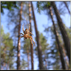 photo "The wood hunter"