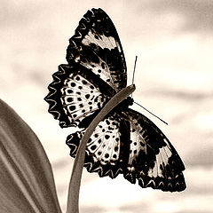 photo "Home butterfly"