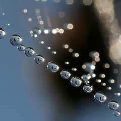 photo "Dew"